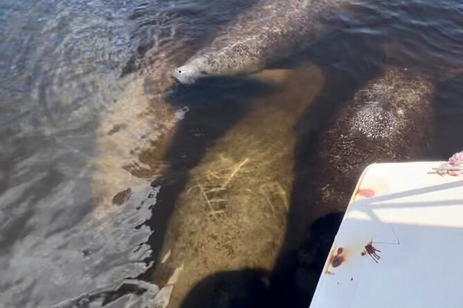 Manatee Sightseeing and Wildlife Boat Tour - Alligators, crocodiles, birds, and jumping fish