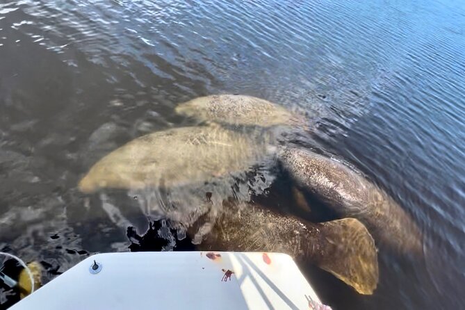 Manatee Sightseeing and Wildlife Boat Tour - What the covered boat means for comfort
