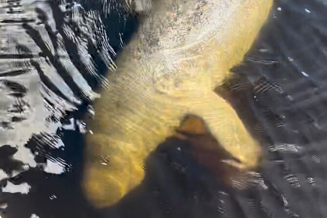 Manatee Sightseeing and Wildlife Boat Tour - Is $69.99 a fair price?