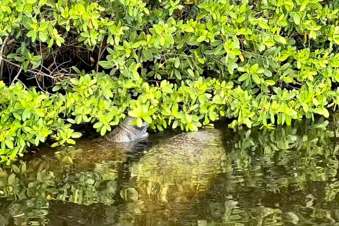 Manatee Sightseeing and Wildlife Boat Tour - Timing, weather, and practical planning