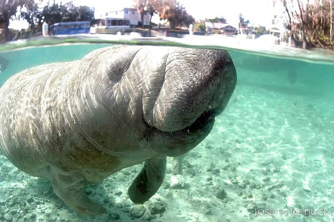 Manatee Snorkel Small Group Tour - Starting downtown at Fun 2 Dive