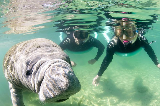 Manatee Snorkel Small Group Tour - Is $95 a good value?