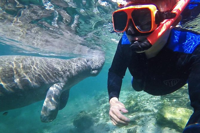 Manatee Swim Tour with In Water Photographer - What makes this Crystal River swim special