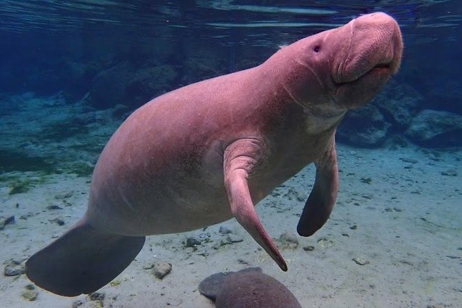Manatee Swim Tour with In Water Photographer - Why the small boat changes the day