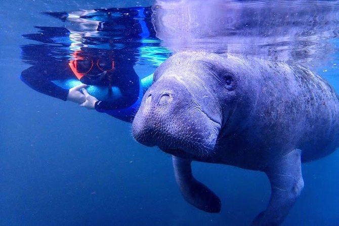 Manatee Swim Tour with In Water Photographer - Meeting the manatees in Kings Bay