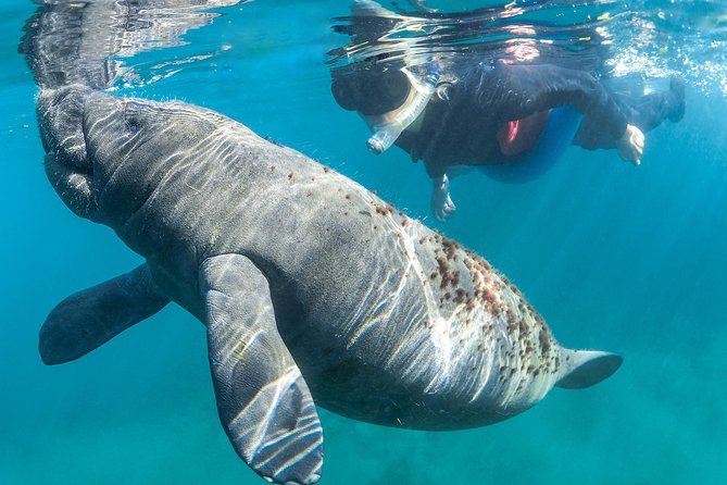 Manatee Swim Tour with In Water Photographer - What the three-hour schedule feels like
