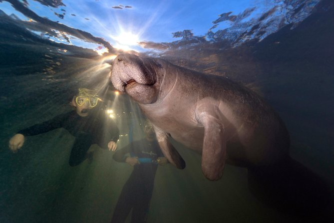 Manatee Swim Tour with In Water Photographer - Wetsuits, noodles, and the first minutes in the water