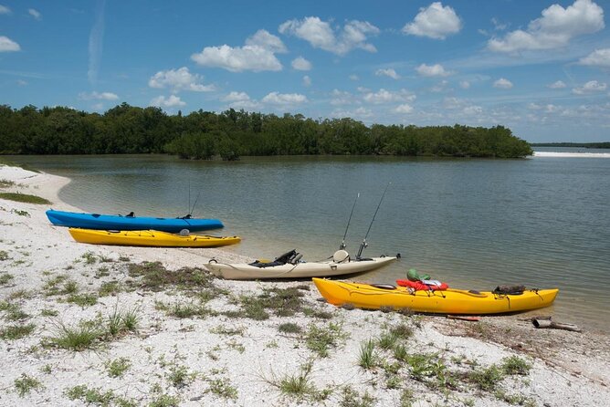 Manatees and Mangrove Tunnels Small Group Kayak Tour - Key points to know before booking