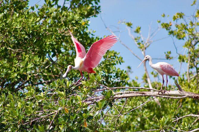 Manatees and Mangrove Tunnels Small Group Kayak Tour - How the $95 price measures up