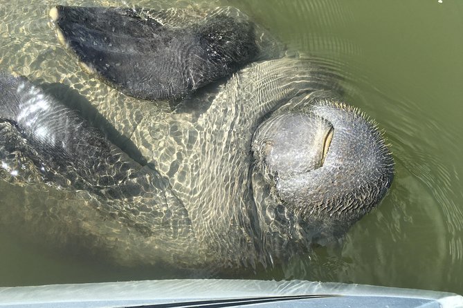 Mangrove Tunnels, Dolphins, Manatee Tour #1 Rated in Cocoa Beach - Booking, cancellation, and small practical points