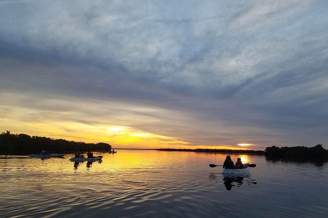 Mangrove Tunnels, Dolphins, Manatee Tour #1 Rated in Cocoa Beach - Searching for dolphins and manatees