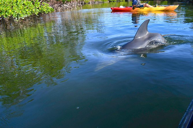 Mangrove Tunnels & Mudflats Kayak Tour - Local Biologist Guides - Why the biologist guides change the experience