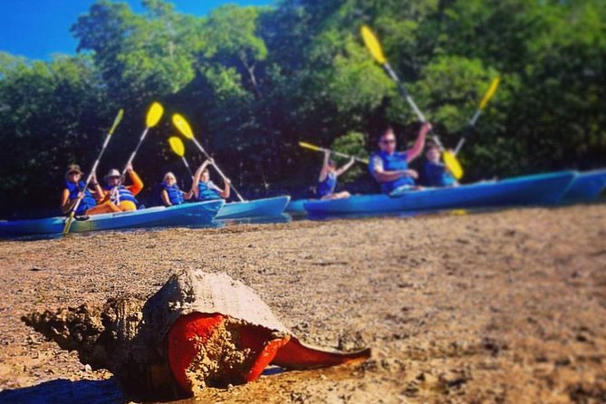 Mangrove Tunnels & Mudflats Kayak Tour - Local Biologist Guides - A useful second stop at the Rookery Bay learning center