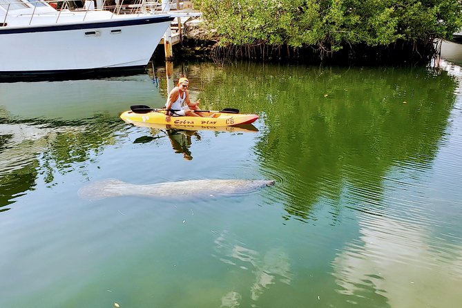 Mangroves and Manatees - Guided Kayak Eco Tour - The first lesson: simple, useful, and on land