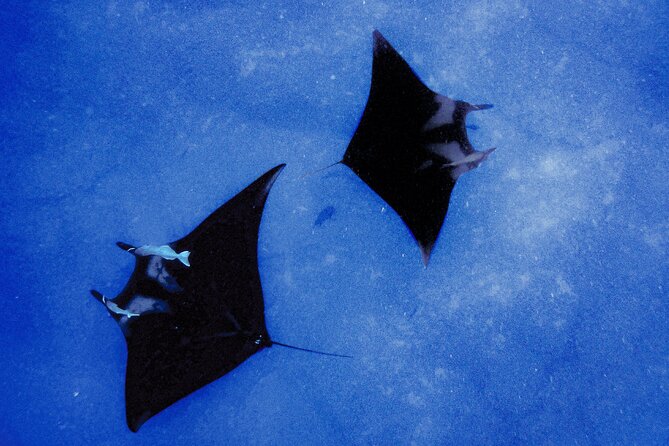 Manta Magic: Small-Group Manta Ray Night Snorkel in Kailua Kona - Why this Kona night snorkel is so special