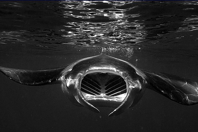 Manta Magic: Small-Group Manta Ray Night Snorkel in Kailua Kona - The quick ride to the manta site