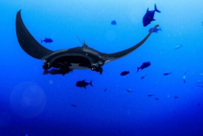Manta Magic: Small-Group Manta Ray Night Snorkel in Kailua Kona