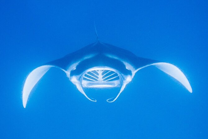 Manta Magic: Small-Group Manta Ray Night Snorkel in Kailua Kona - Sunset, safety instructions, and the light board