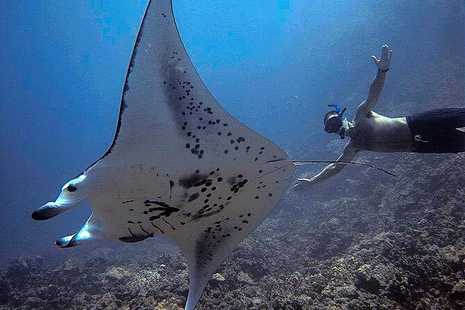 Manta Magic: Small-Group Manta Ray Night Snorkel in Kailua Kona - The manta show beneath you