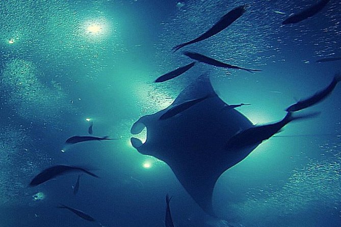 Manta Magic: Small-Group Manta Ray Night Snorkel in Kailua Kona - Gear, warmth, and comfort in the water
