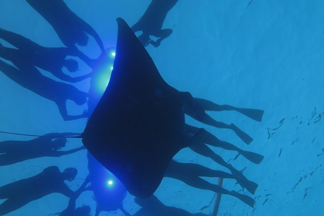 Manta Magic: Small-Group Manta Ray Night Snorkel in Kailua Kona - Price and overall value at $145