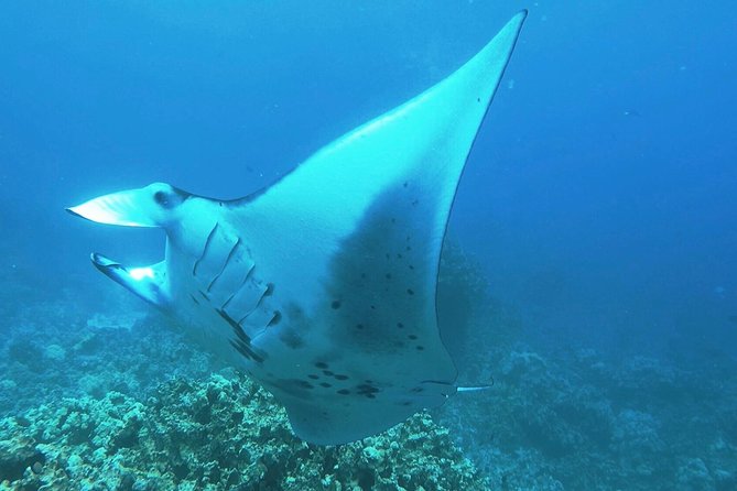 Manta Ray Night Snorkel at Kona, Big Island - Key points to know before you book