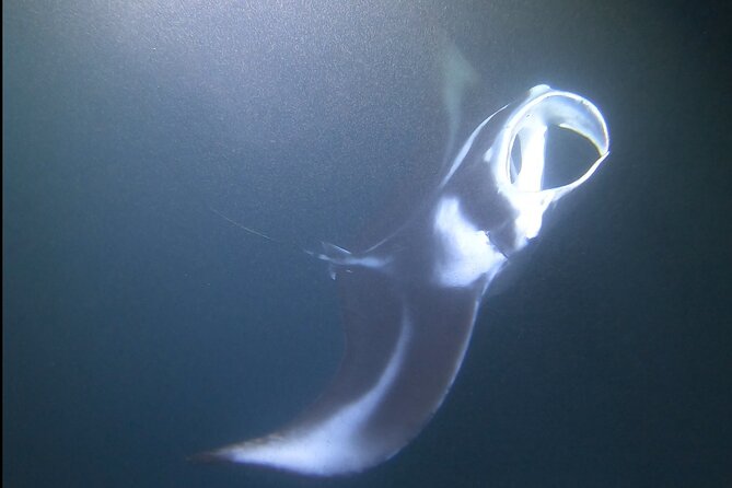 Manta Ray Night Snorkel at Kona, Big Island - Why Kona’s night manta snorkel is special