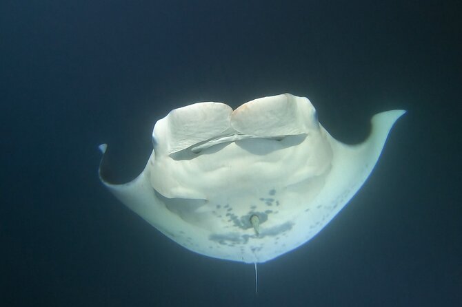 Manta Ray Night Snorkel at Kona, Big Island - Entering the dark water at Keauhou Bay