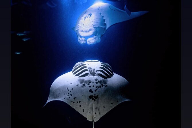 Manta Ray Night Snorkel Experience of a Lifetime - Leaving Honokohau Harbor After Dark