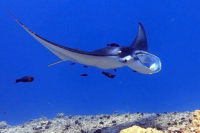Manta Ray Night Snorkel Experience of a Lifetime - Crew, Safety, and Comfort in the Water