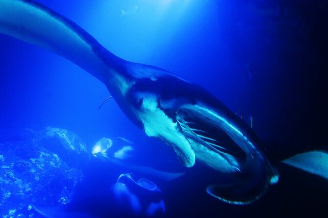 Manta Ray Night Snorkel Experience of a Lifetime - Price, Value, and What You Are Really Buying