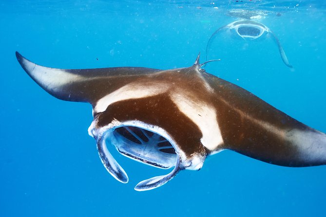Manta Ray Night Snorkel from Kona — Small Group - Garden Eel Cove, also called Manta Heaven