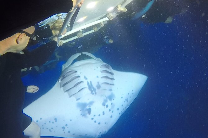 Manta Ray Night Snorkel from Kona — Small Group - Why the crew matters in dark water