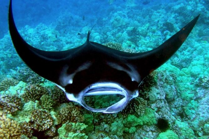 Manta Ray Night Snorkel from Kona — Small Group - The $123 price and what you receive
