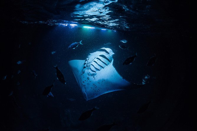 Manta Ray Night Snorkel Kona - Coral Reef Snorkel Adventures - Meeting at Honokohau Small Boat Harbor