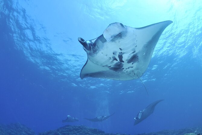 Manta Ray Night Snorkel Kona - Coral Reef Snorkel Adventures - Who Will Enjoy This Night Snorkel?
