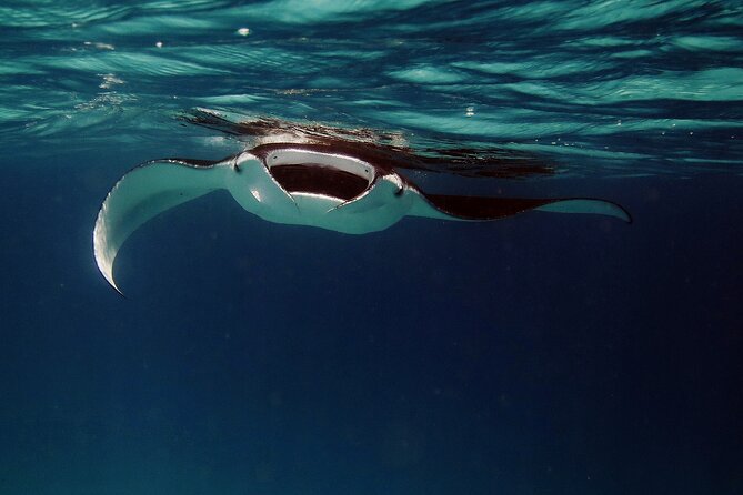 Manta Ray Night Snorkel Kona - Coral Reef Snorkel Adventures - A Fast Boat Ride After Sunset