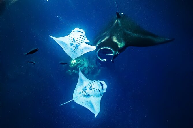 Manta Ray Night Snorkel Tour in Kailua-Kona, Big Island - Water temperature, wetsuits, and flotation gear