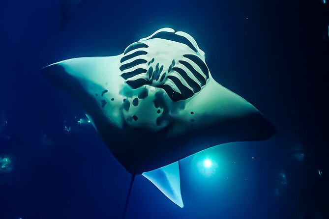Manta Ray Night Snorkel Tour in Kailua-Kona, Big Island - Garden Eel Cove and Manta Heaven