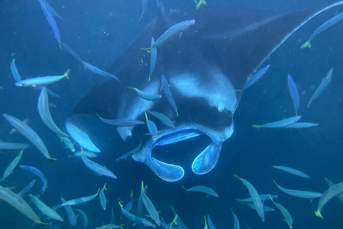 Manta Ray Snorkeling by Night in Kailua-Kona, Hawaii - The lightboard is where the action happens