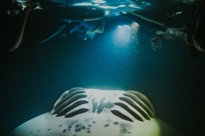 Manta Ray Snorkeling by Night in Kailua-Kona, Hawaii - What the manta encounter can look like