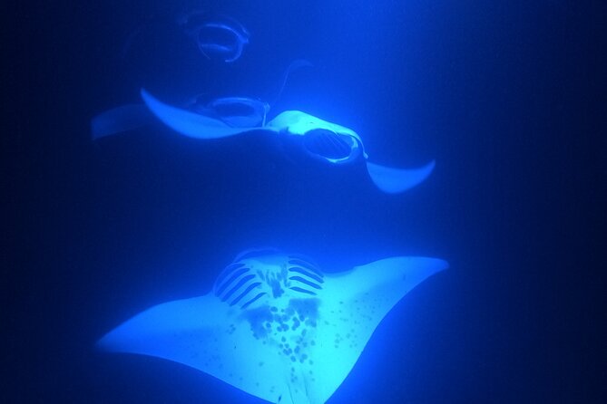 Manta Ray Snorkeling by Night in Kailua-Kona, Hawaii - A small crew makes a real difference