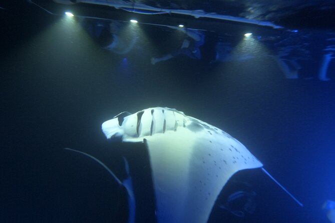 Manta Ray Snorkeling by Night in Kailua-Kona, Hawaii - Practical details for a smoother evening
