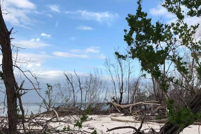 Marco Island 2 hour Dolphin, Birding and Shelling tour - Why the Guides Matter