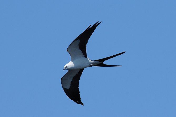 Marco Island 2 hour Dolphin, Birding and Shelling tour - The Real Value of $99.95