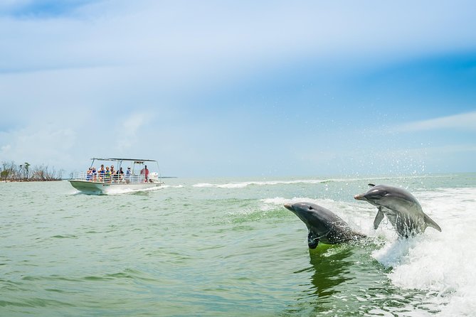 Marco Island Dolphin Sightseeing Tour - Key things to know before you book