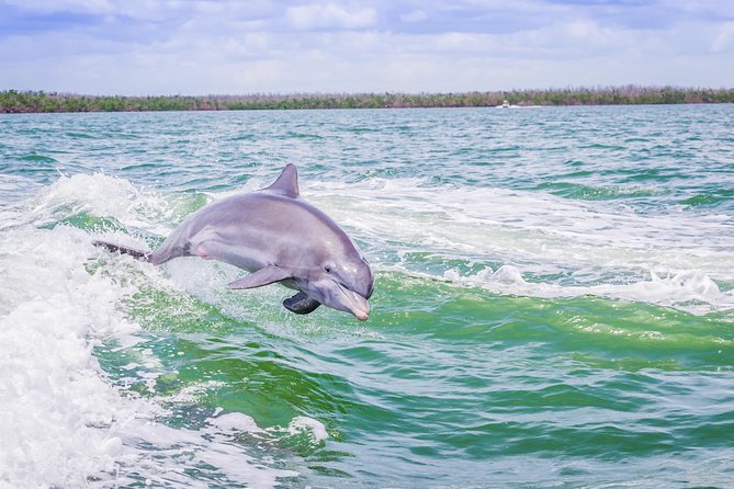 Marco Island Dolphin Sightseeing Tour - What the two-hour boat ride includes