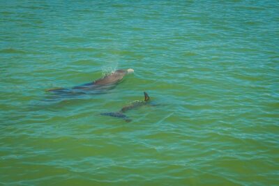 Marco Island Dolphin Sightseeing Tour