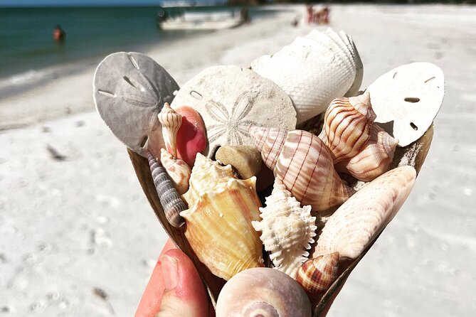 Marco Island Wildlife Sightseeing and Shelling Tour - Why Two Hours Works Well