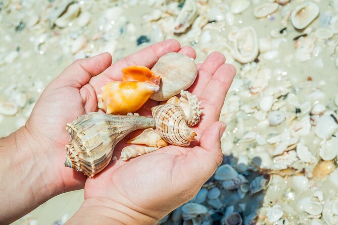 Marco Island Wildlife Sightseeing and Shelling Tour - Who Will Enjoy This Marco Island Boat Tour